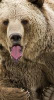 Wildlife - Grizzly Grooming - Digital