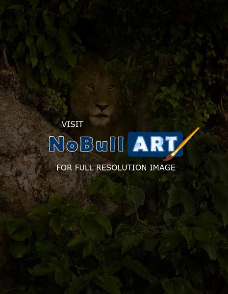 Wildlife - Lion In A Tree - Digital