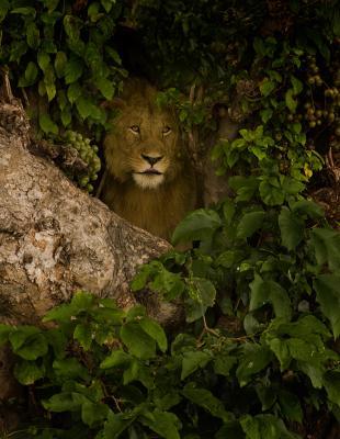 Wildlife - Lion In A Tree - Digital