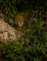 Lion In A Tree - Digital Photography - By Jl Woody Wooden, Wildlife Photography Artist