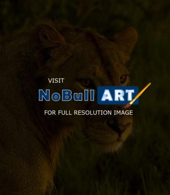 Wildlife - Lioness - Digital