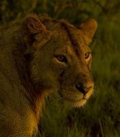 Lioness - Digital Photography - By Jl Woody Wooden, Wildlife Photography Artist