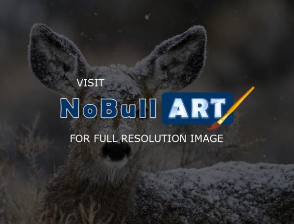 Wildlife - First Winter - Digital