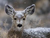 First Winter - Digital Photography - By Jl Woody Wooden, Wildlife Photography Artist