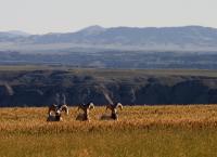 Above The Breaks - Digital Photography - By Jl Woody Wooden, Wildlife Photography Artist