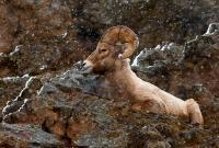 Bedded Down Against The Snow - Digital Photography - By Jl Woody Wooden, Wildlife Photography Artist