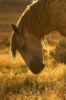 Breakfast - Digital Photography - By Jl Woody Wooden, Horses Photography Artist