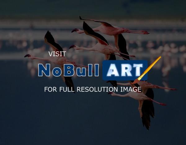 Wildlife - Flamingos In Flight - Digital