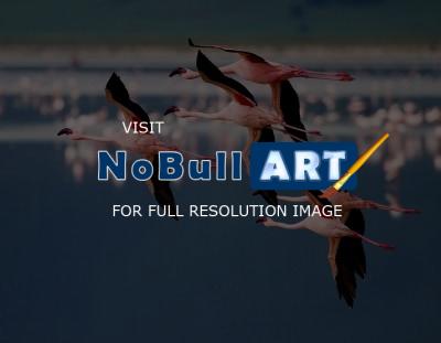Wildlife - Flamingos In Flight - Digital