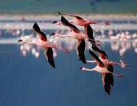 Wildlife - Flamingos In Flight - Digital