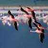 Flamingos In Flight - Digital Photography - By Jl Woody Wooden, Wildlife Photography Artist
