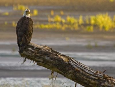 Wildlife - Early Morning Eagle - Digital