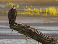 Wildlife - Early Morning Eagle - Digital