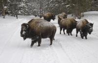 Winter Procession - Digital Photography - By Jl Woody Wooden, Wildlife Photography Artist