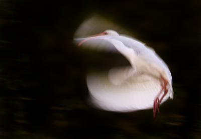 Wildlife - Ibis In Flight - Digital