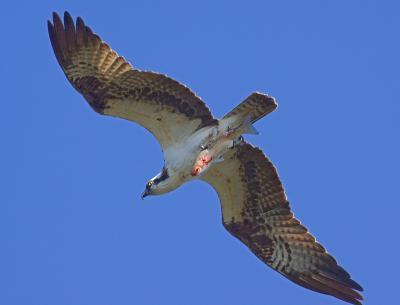 Wildlife - Osprey With Dinner - Digital