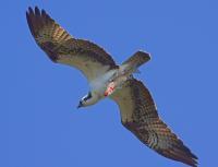 Osprey With Dinner - Digital Photography - By Jl Woody Wooden, Wildlife Photography Artist
