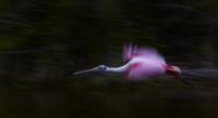 Panned Spoonbill - Digital Photography - By Jl Woody Wooden, Wildlife Photography Artist