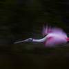 Panned Spoonbill - Digital Photography - By Jl Woody Wooden, Wildlife Photography Artist