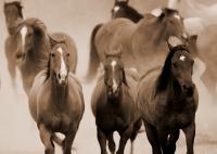 Horses - Front Runners - Digital