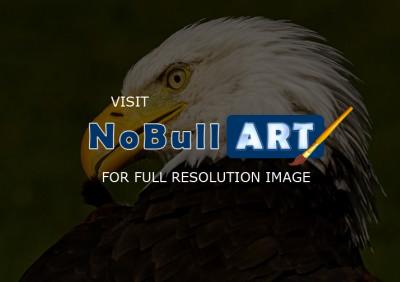 Wildlife - Preening Eagle - Digital
