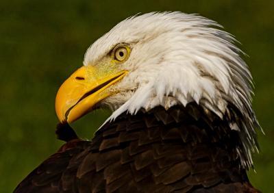 Wildlife - Preening Eagle - Digital