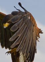 Red-Tailed Tallons - Digital Photography - By Jl Woody Wooden, Wildlife Photography Artist