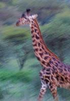 Wildlife - Running Giraffe - Digital