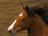 Running Horse - Digital Photography - By Jl Woody Wooden, Horses Photography Artist