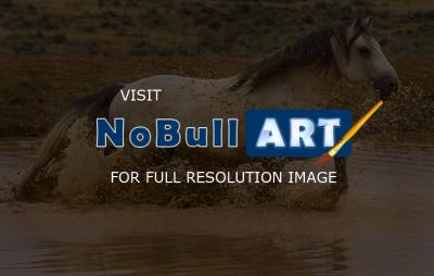 Horses - Running Through The Water Hole - Digital