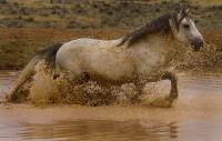 Running Through The Water Hole - Digital Photography - By Jl Woody Wooden, Horses Photography Artist