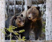 Sow And Cub - Digital Photography - By Jl Woody Wooden, Wildlife Photography Artist