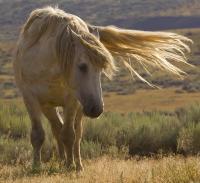 Standing Against The Wind - Digital Photography - By Jl Woody Wooden, Horses Photography Artist