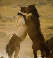 Standing Battle - Digital Photography - By Jl Woody Wooden, Horses Photography Artist