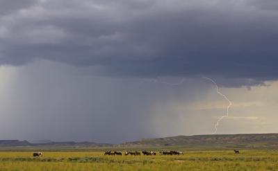 Horses - Wyoming Wild Horses - Digital