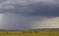 Wyoming Wild Horses - Digital Photography - By Jl Woody Wooden, Horses Photography Artist