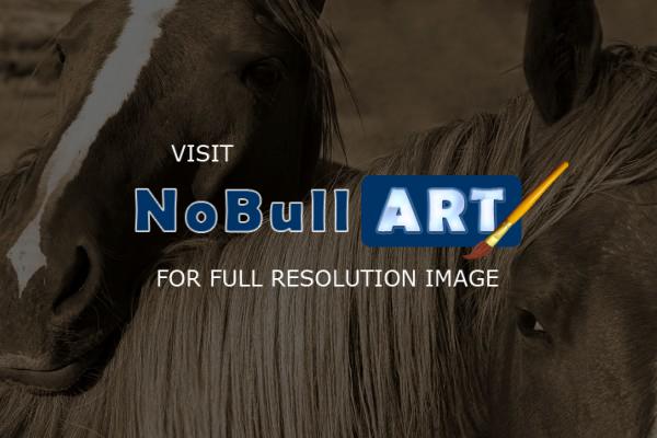 Horses - Young Colts - Digital