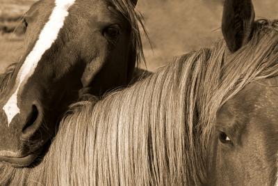 Horses - Young Colts - Digital