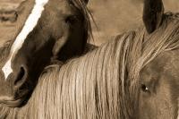 Young Colts - Digital Photography - By Jl Woody Wooden, Horses Photography Artist
