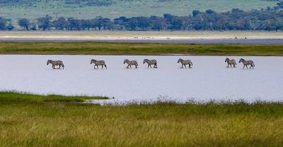 Wildlife - Zebras On The Lake - Digital