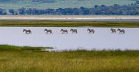 Zebras On The Lake - Digital Photography - By Jl Woody Wooden, Wildlife Photography Artist