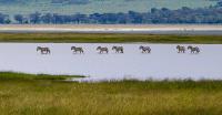 Wildlife - Zebras On The Lake - Digital