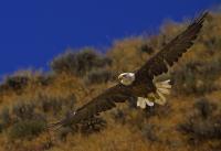 Bald Eagle Wing Spread - Digital Photography - By Jl Woody Wooden, Wildlife Photography Artist