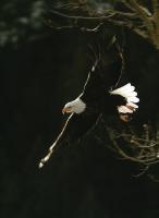 Birds Of Prey - Bald Eagle - Digital