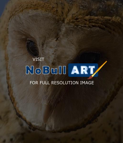 Birds Of Prey - Barn Owl Portrait - Digital