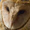 Barn Owl Portrait - Digital Photography - By Jl Woody Wooden, Wildlife Photography Artist