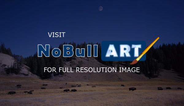 Wildlife - Buffalo Herd And Moon - Digital