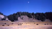 Buffalo Herd And Moon - Digital Photography - By Jl Woody Wooden, Wildlife Photography Artist