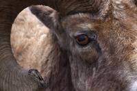 Big Horn Ram - Digital Photography - By Jl Woody Wooden, Wildlife Photography Artist