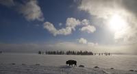 A Cold Walk - Digital Photography - By Jl Woody Wooden, Wildlife Photography Artist